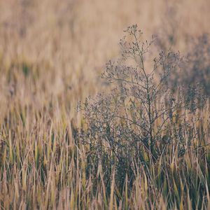 cos西施裸体自慰无遮挡
